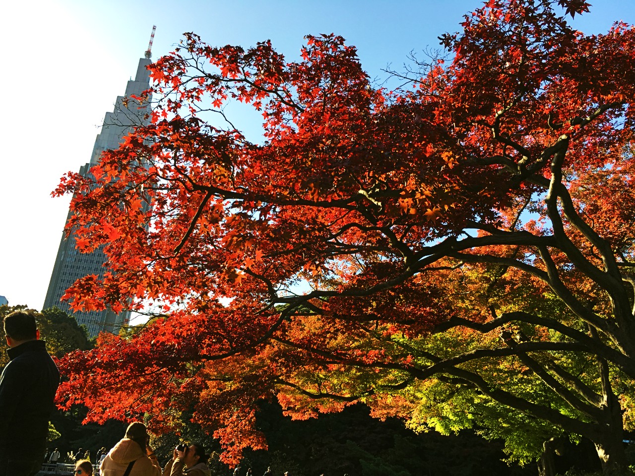 新宿御苑の紅葉は裏切らない 入園料値上げで年間パスポートが更にお得に Kojimachi Blog