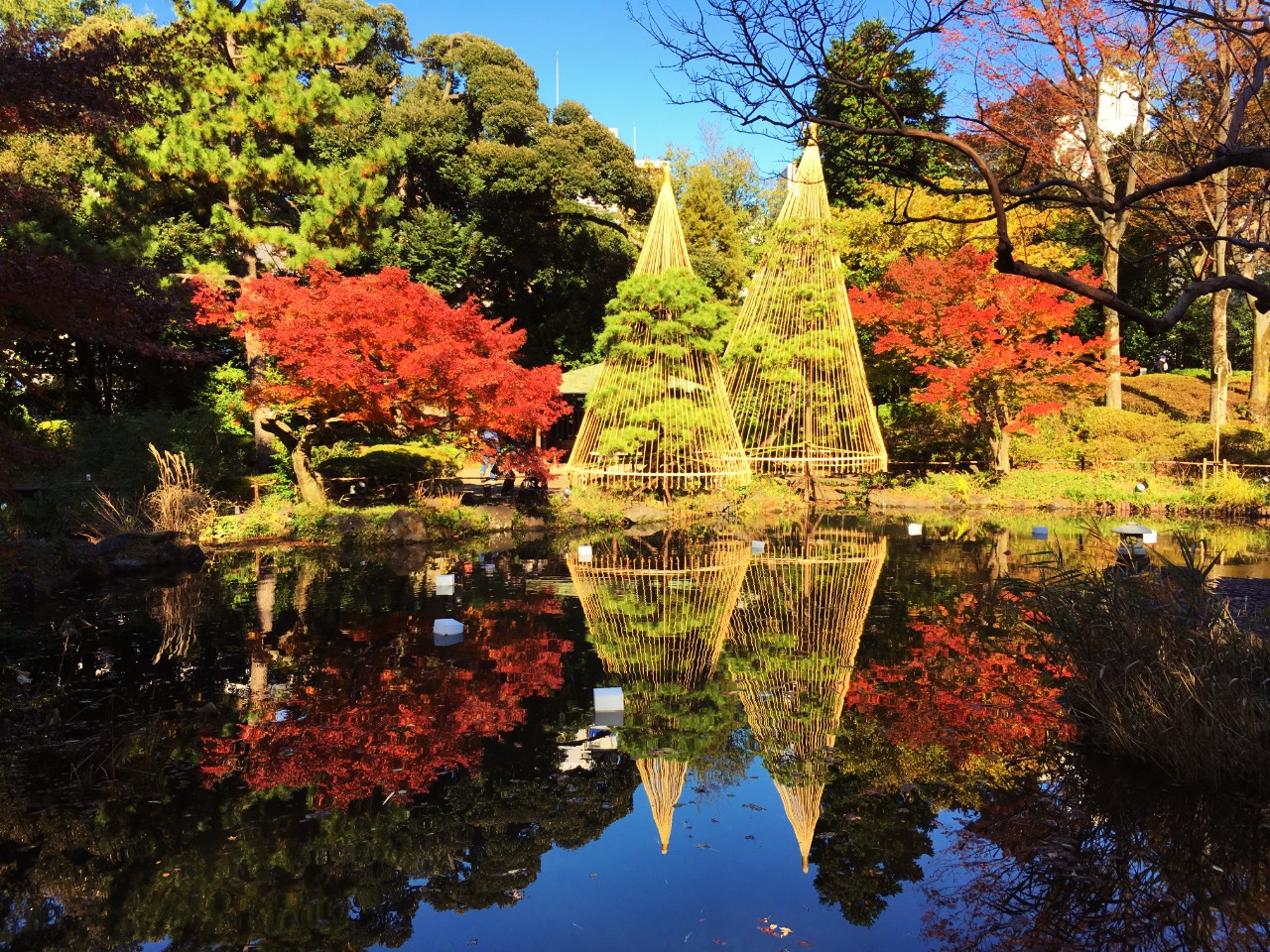 甘泉園公園で水面に映る紅葉狩り ライトアップでまさに早稲田燈幻郷 Kojimachi Blog