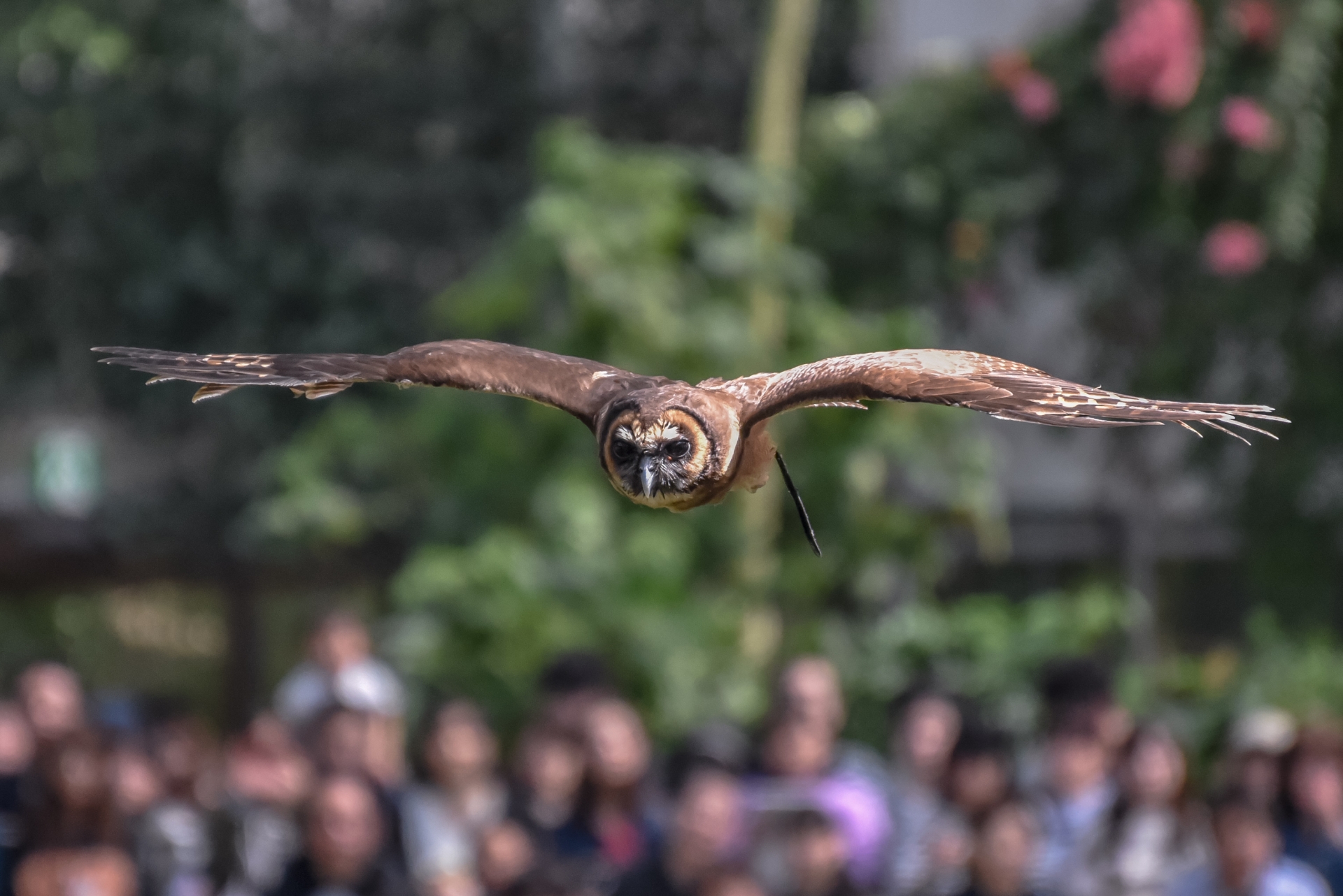 神戸どうぶつ王国 鳥のバードショーは圧巻 癒やされる動物とのふれあい Kojimachi Blog