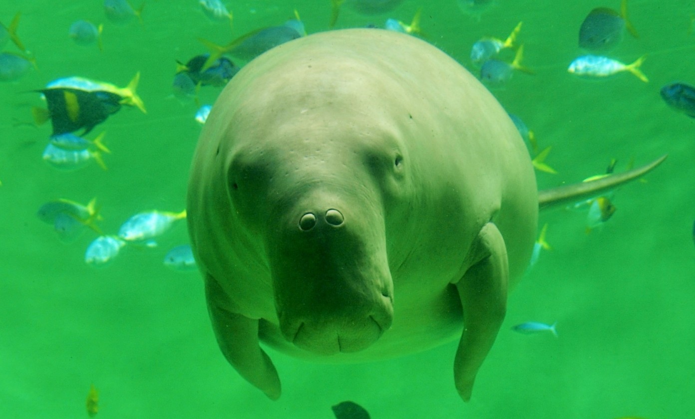 鳥羽水族館でうれしいジュゴンの歓迎 お土産はミキモト真珠アクセサリー Kojimachi Blog