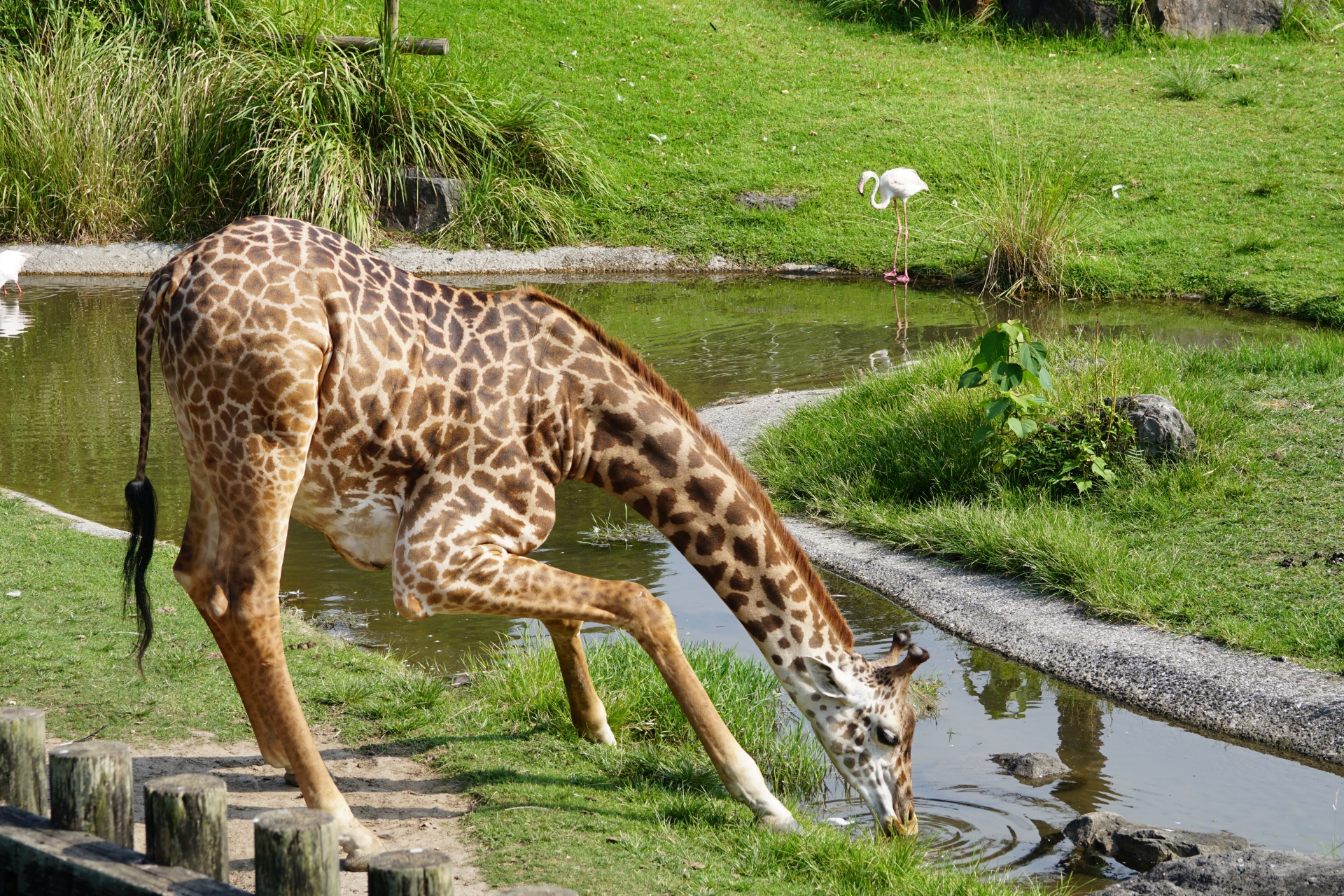 鹿児島市平川動物公園のイベントが充実 遊園地あり家族で1日楽しめる Kojimachi Blog