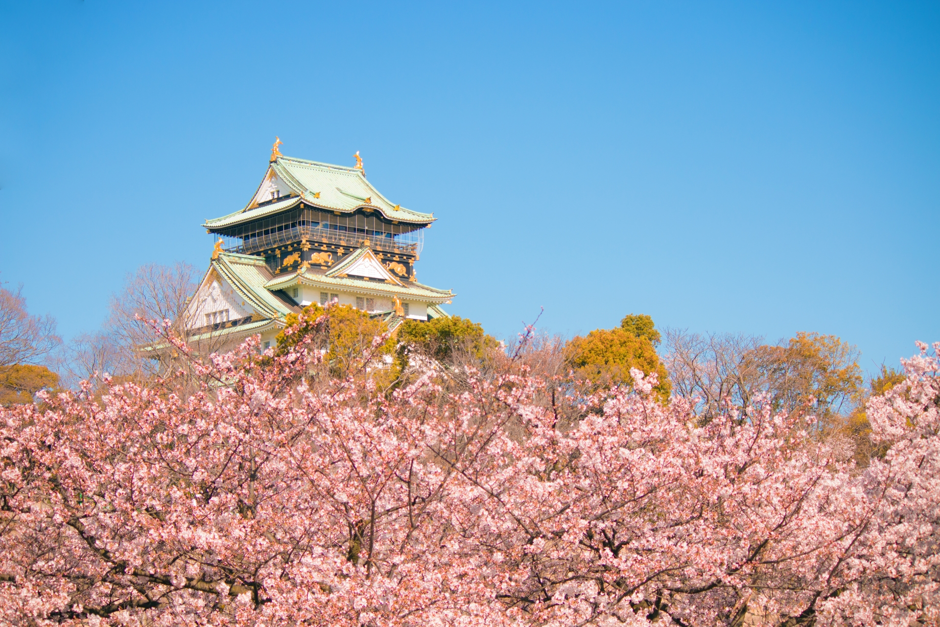 大阪城公園の桜 レジャーシートとお弁当で川辺に反射する桜並木が圧巻 Kojimachi Blog