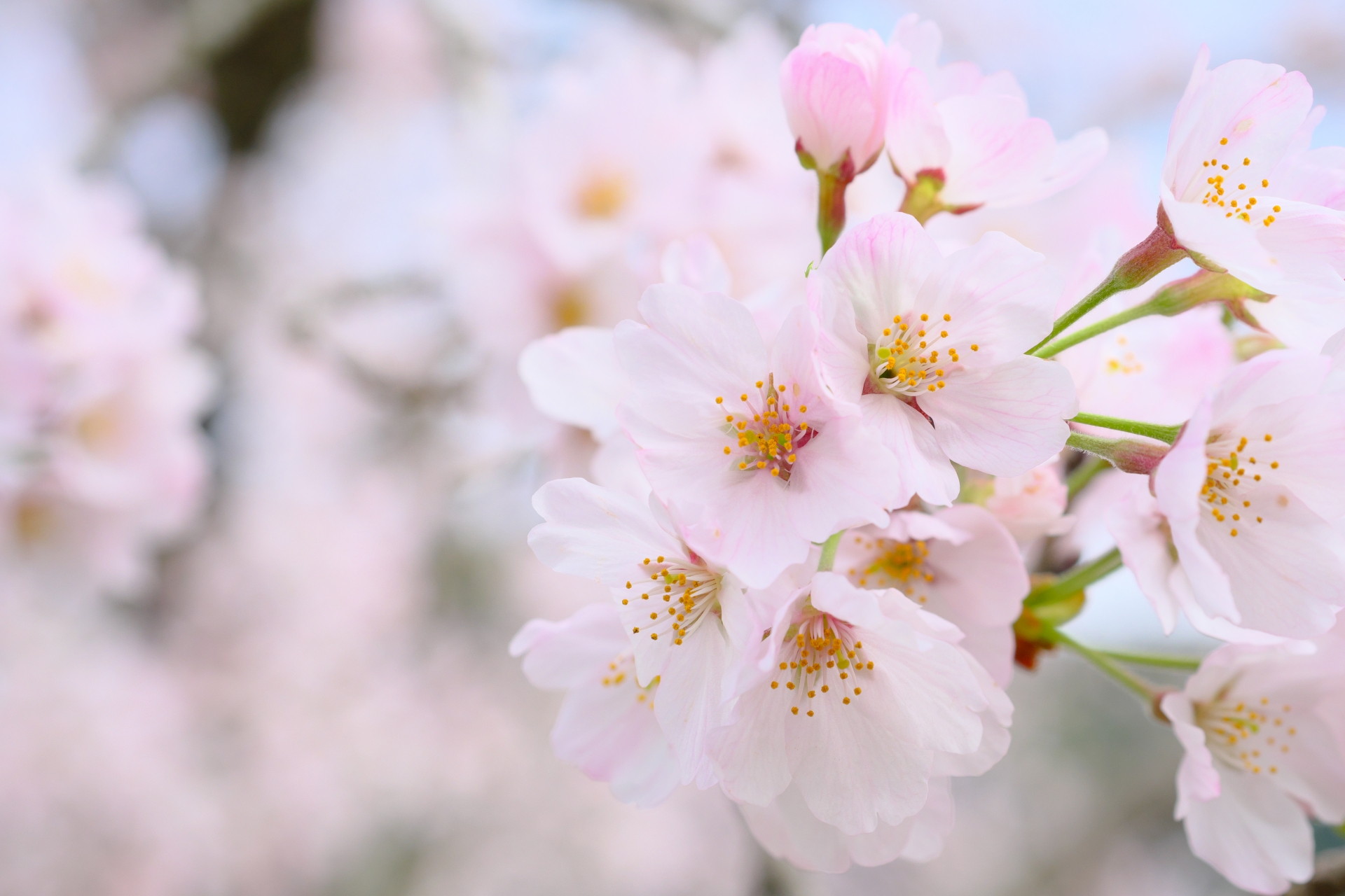 薩摩川内市を一望 寺山いこいの広場の桜で１日中楽しくまったりとお花見 Kojimachi Blog