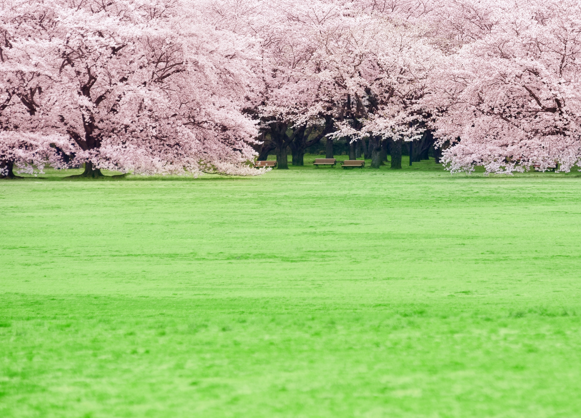 昭和記念公園のお花見はベビーカー必須 広大な緑の桜散策で運動不足解消 Kojimachi Blog