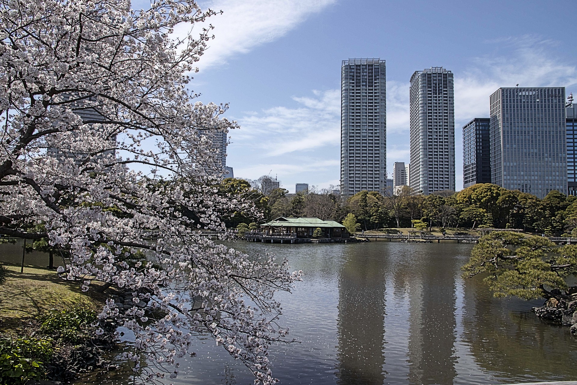 浜離宮恩賜庭園の桜 歴代の将軍も愛する都内の穴場お花見スポット Kojimachi Blog