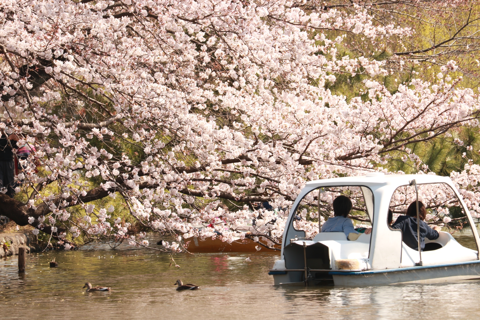 石神井公園の花見は3月ソメイヨシノと4月ヤマザクラで2回桜を楽しむ Kojimachi Blog