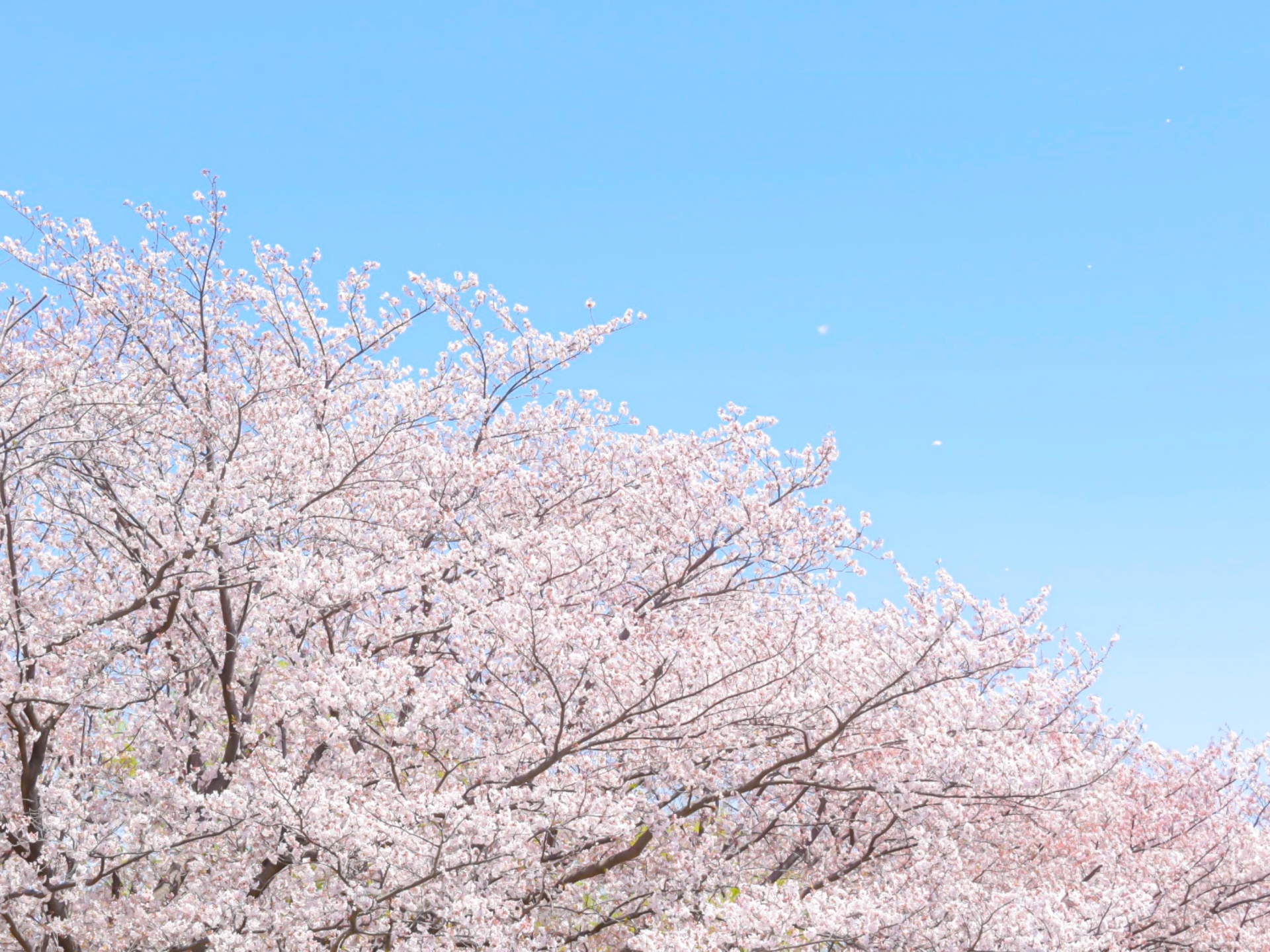 里見公園はスカイツリーが見える眺望 アットホームな花見が楽しめる Kojimachi Blog