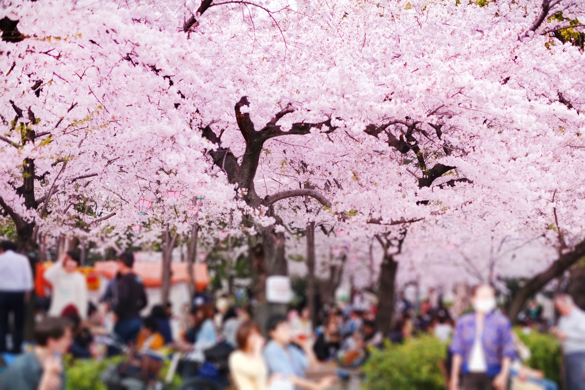 【過去最速】名古屋桜満開で花見客殺到！ 鶴舞公園で食べ歩きも楽しめる